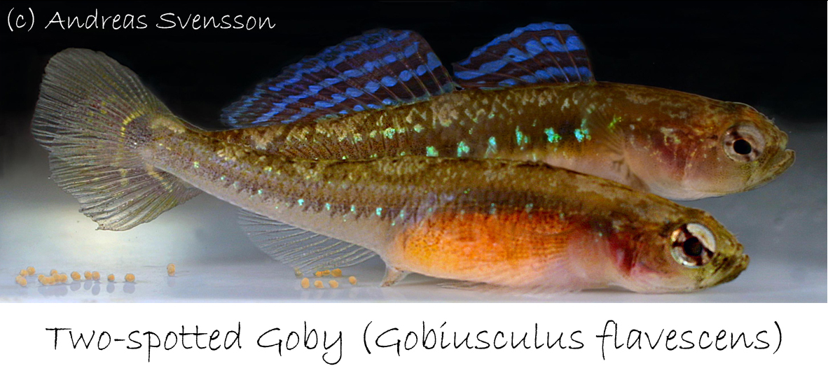 two spotted goby