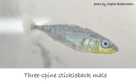 3 spine stickleback