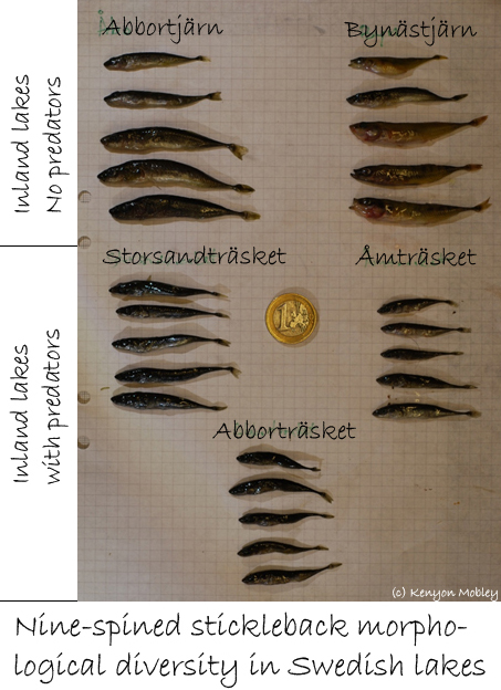 Swedish nine-spine diversity