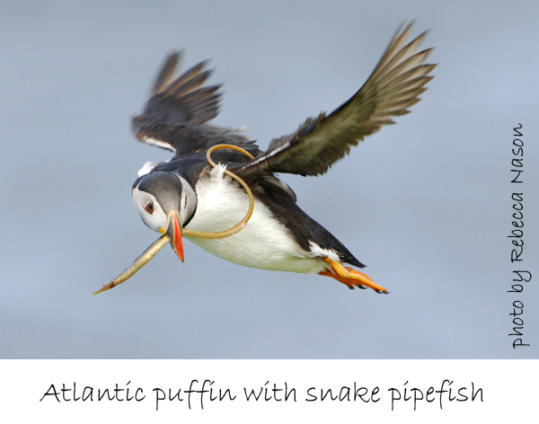 puffin with snake pipefish